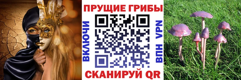 Галлюциногенные грибы Psilocybe  Стрежевой 